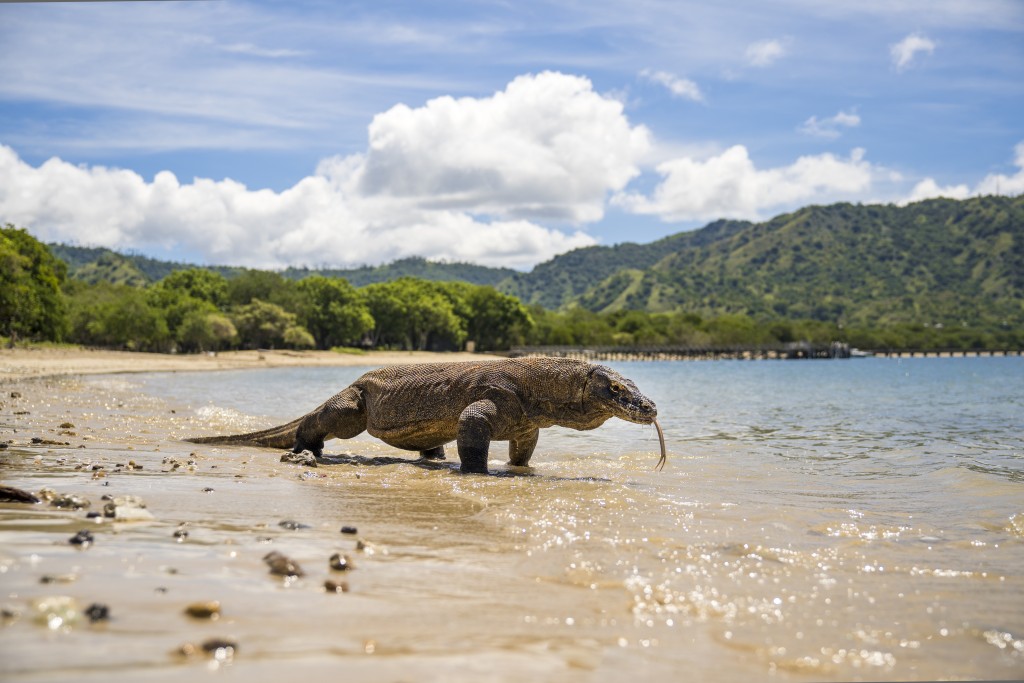 AQUA EXPEDITIONS LUXURY CRUISE: AQUA BLU (BALI - KOMODO) — 6